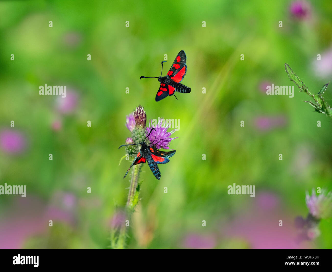 Eng - 5-spot Burnet Zygaena lonicerae Beeston gemeinsame Norfolk Juli begrenzt Stockfoto