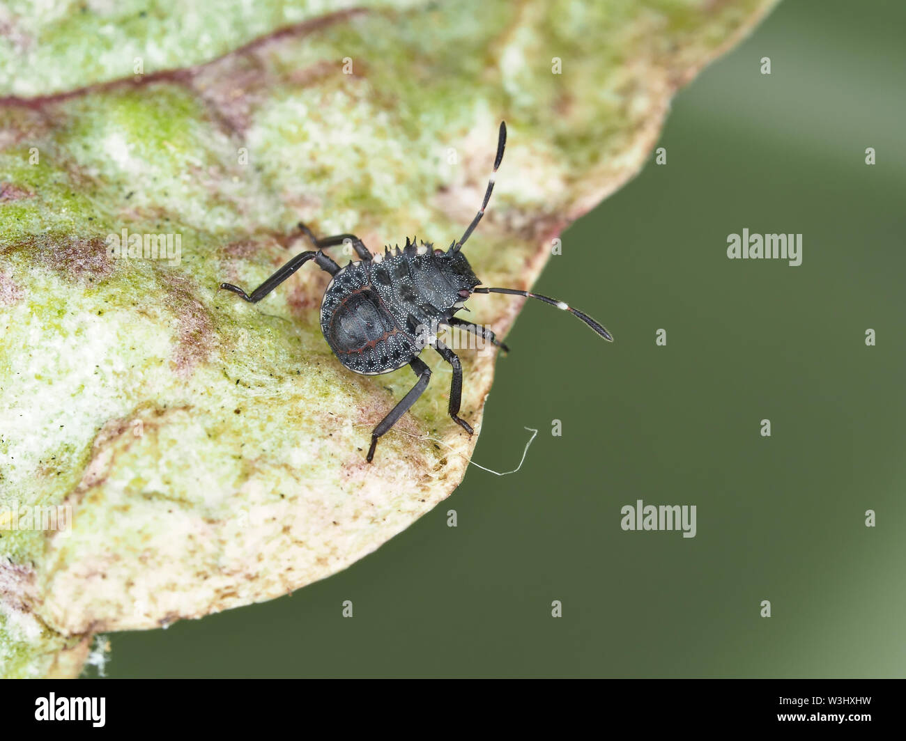 Halyomorpha Halys (braun stinken bug-landwirtschaftlichen Schädlingsbekämpfung marmorated) frühzeitig Nymphe auf a-zuckerrüben Blatt im Staat Washington, USA Stockfoto