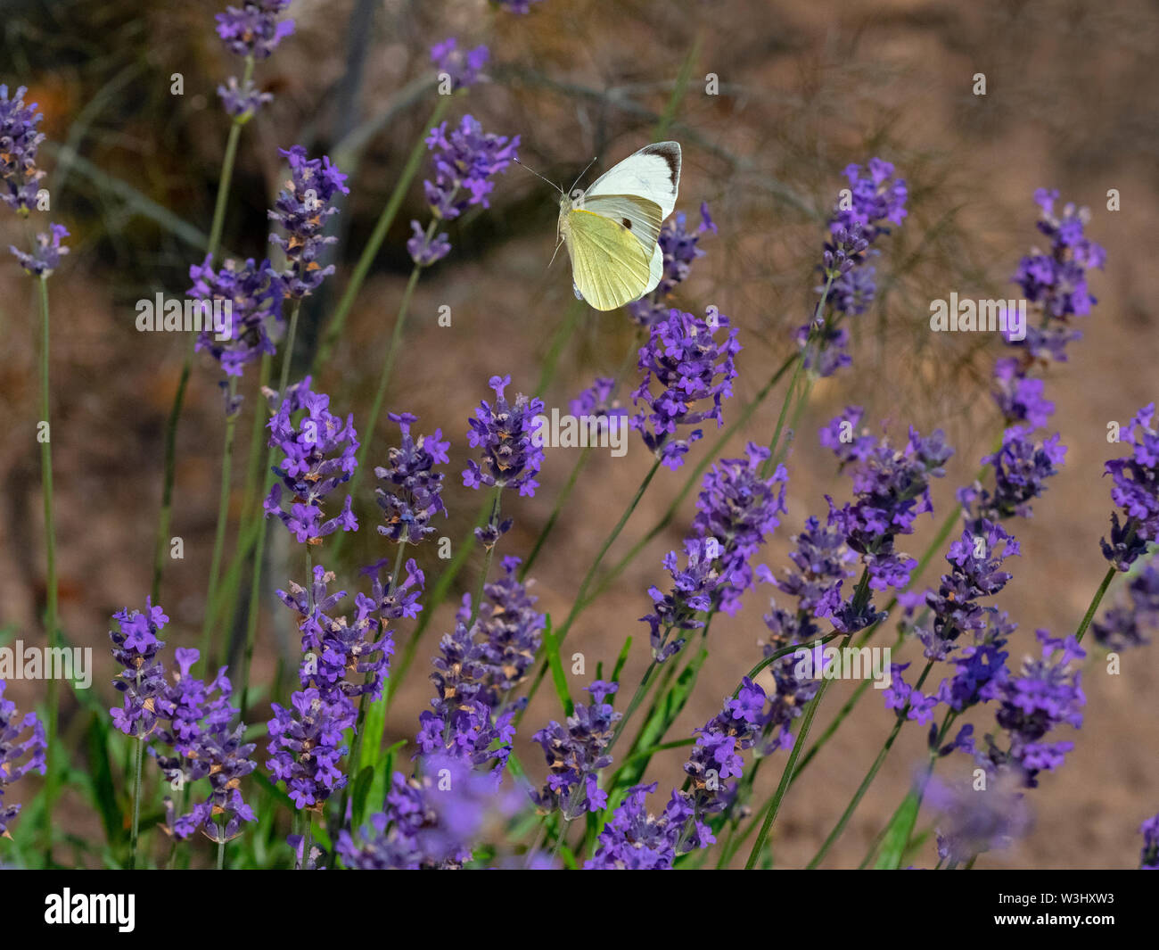 Großen weißen Schmetterling Pieris Brassicae Fütterung auf Lavendel Blumen im Garten Stockfoto