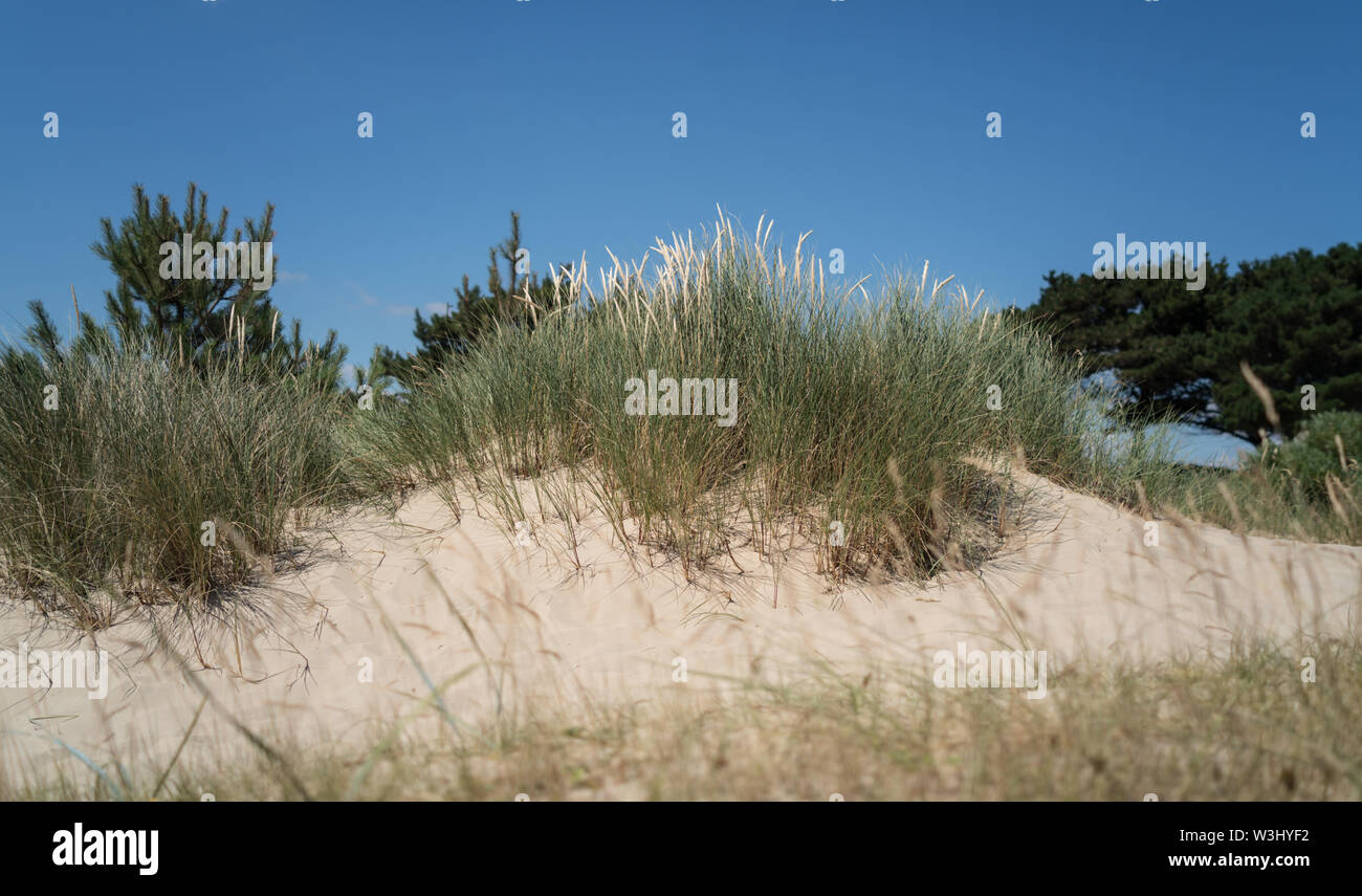 Meer Gräser in der Sanddünen auf Sandbänken Stockfoto