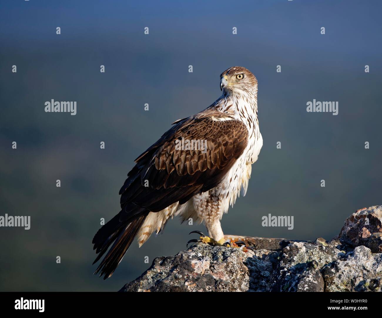 Bonelli's Eagle (Aquila fasciata) auf der Suche nach Steinen, Extremadura, Spanien Stockfoto