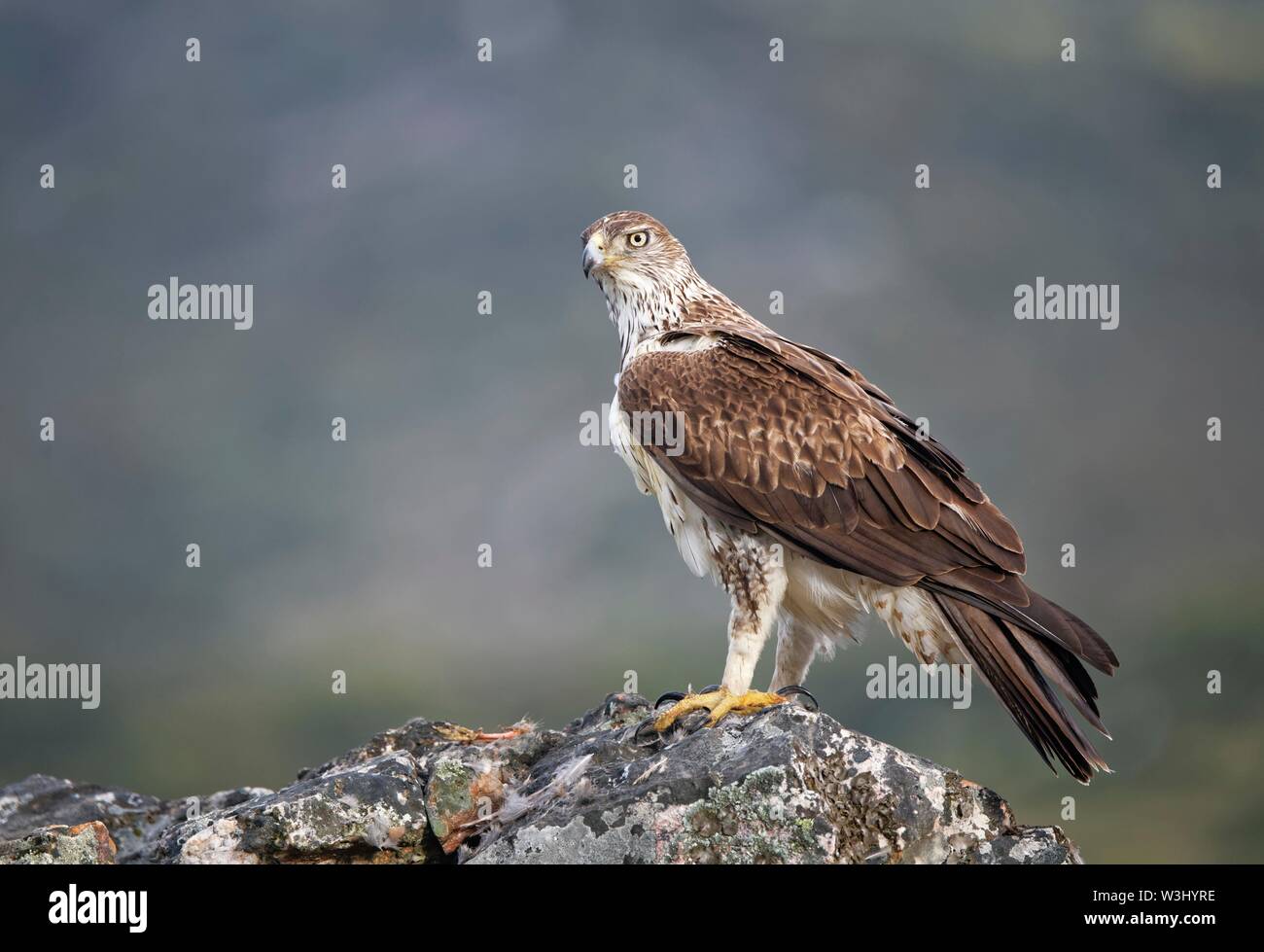 Bonelli's Eagle (Aquila fasciata) auf Felsen, Extremadura, Spanien Stockfoto