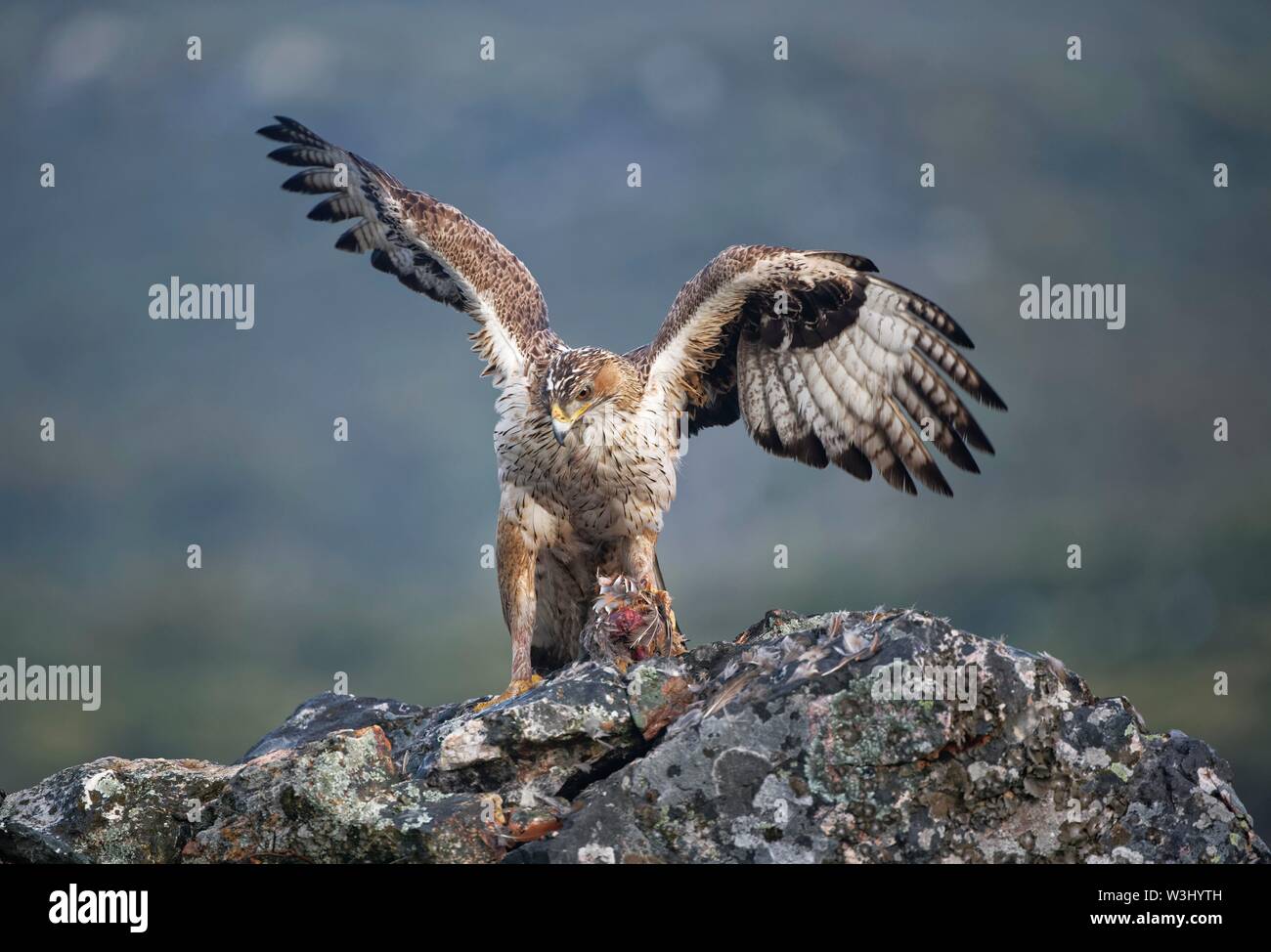 Bonelli's Eagle (Aquila fasciata), Weibliche mit Raub, Extremadura, Spanien Stockfoto