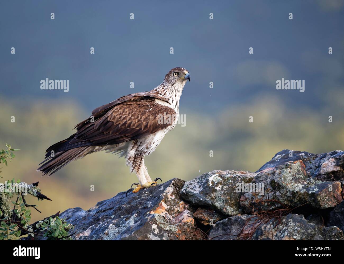 Bonelli's Eagle (Aquila fasciata) auf der Suche nach Steinen, Extremadura, Spanien Stockfoto