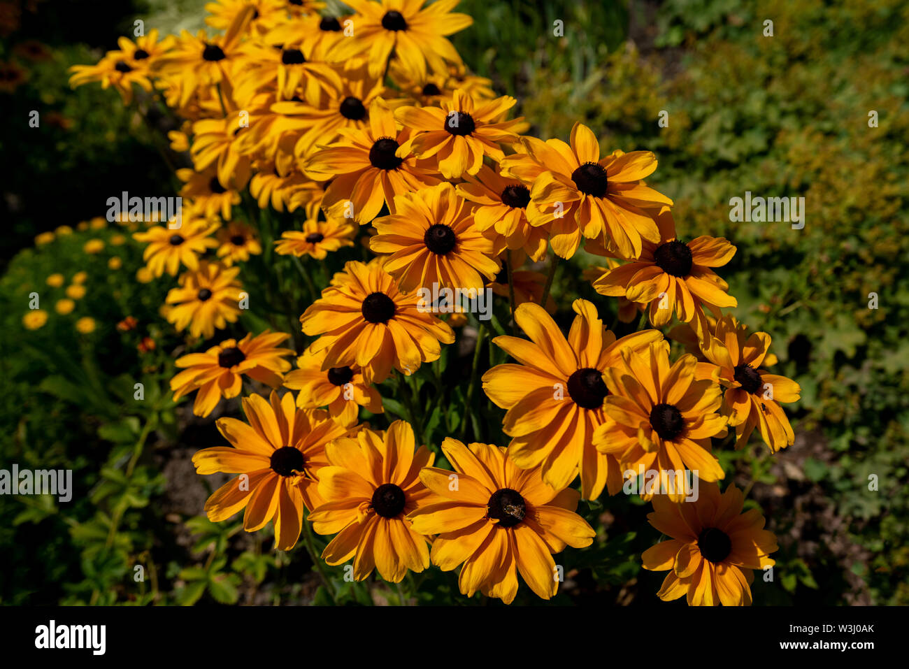 Nahaufnahme der bunten Gelb coneflowers (Echinacea) auf einem sonnigen Sommertag Stockfoto