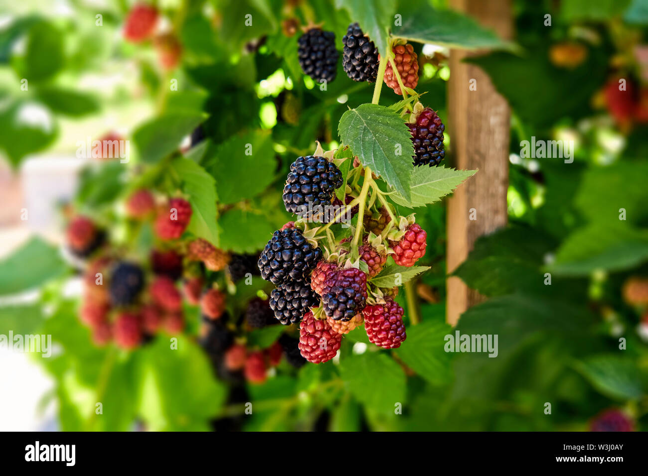 Evergreen Black wächst. Ernte während der Hauptsaison. Reife und Unreife Brombeeren wachsen auf die Büsche. Berry Hintergrund. Stockfoto