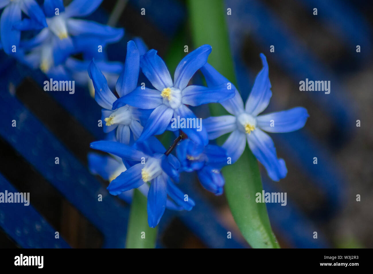 Detaillierte Makro Nahaufnahme des blauen Blausterne (Scilla) Blüten mit gelben Blütenstempel Stockfoto