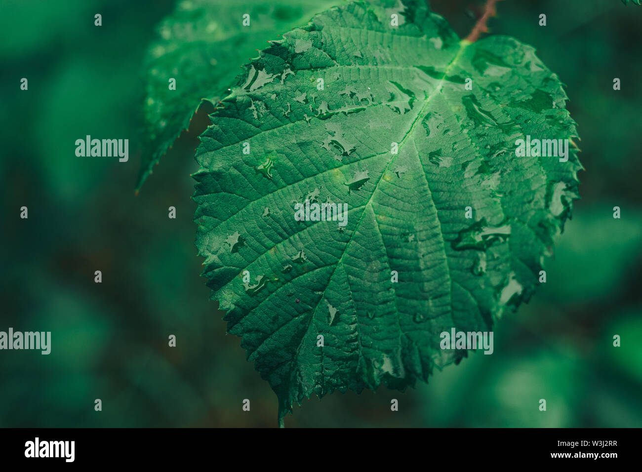 In der Nähe von Thorn mit Blatt auf einem grünen Hintergrund. Makro anzeigen. Stockfoto