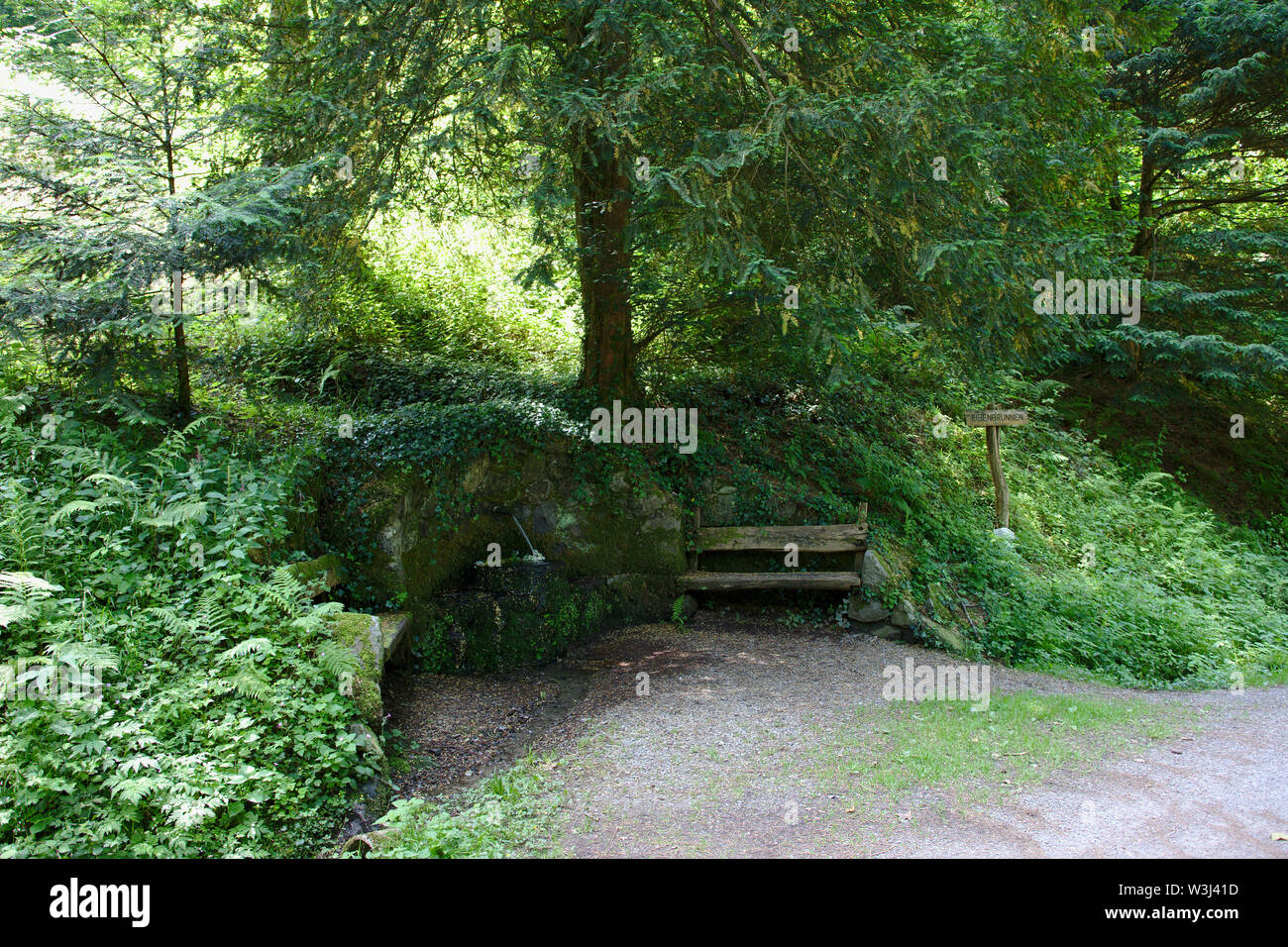 Alte Holzbank und Steinbrunnen im Wald in der Nähe einer Eibe Stockfoto
