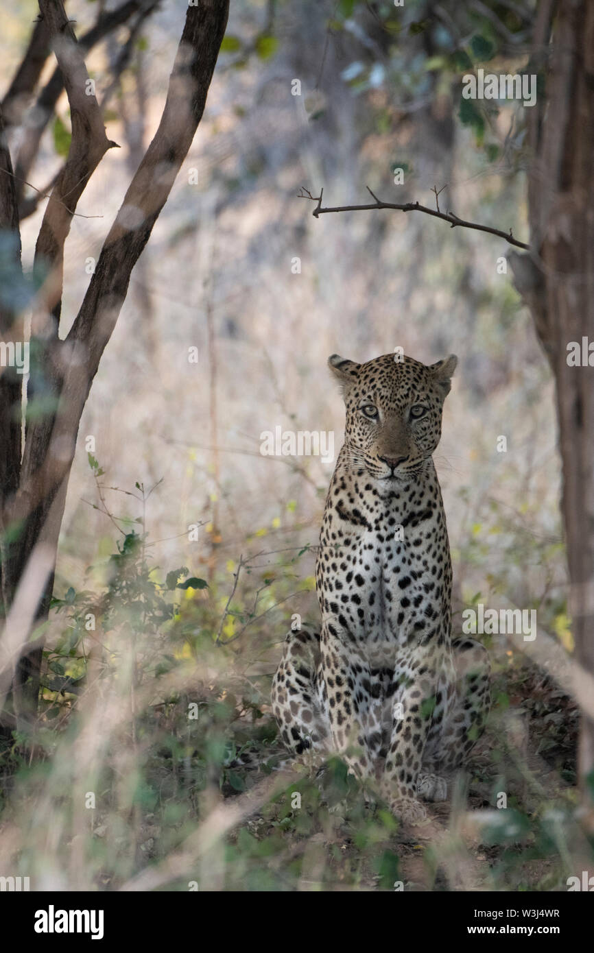 Afrika, Sambia South Luangwa National Park. African Leopard (WILD: Panthera pardus) im Lebensraum Wald. Stockfoto