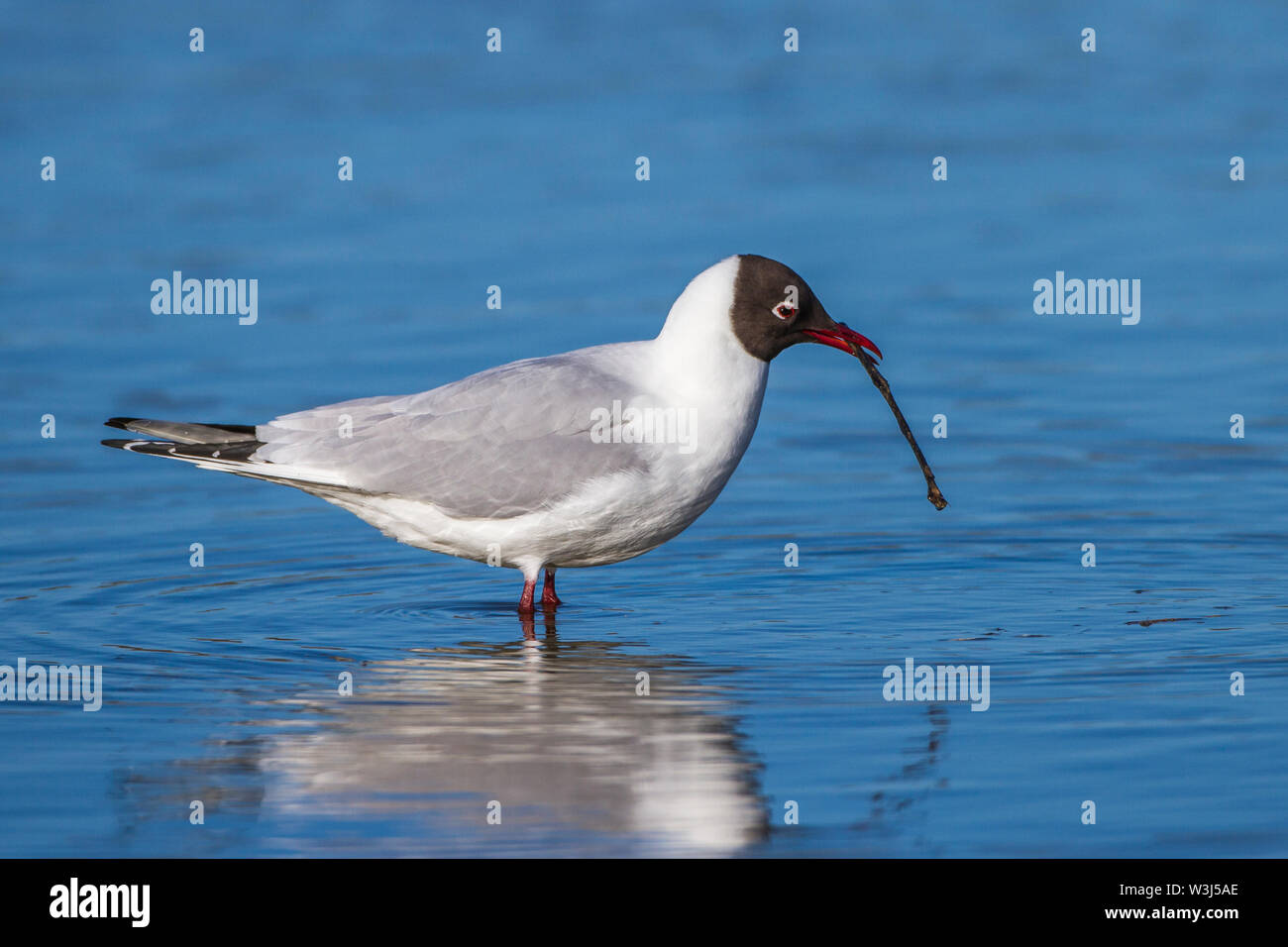 Lachmöwe, Lachmöwe (Larus ridibundus) mit Nistmaterial Stockfoto