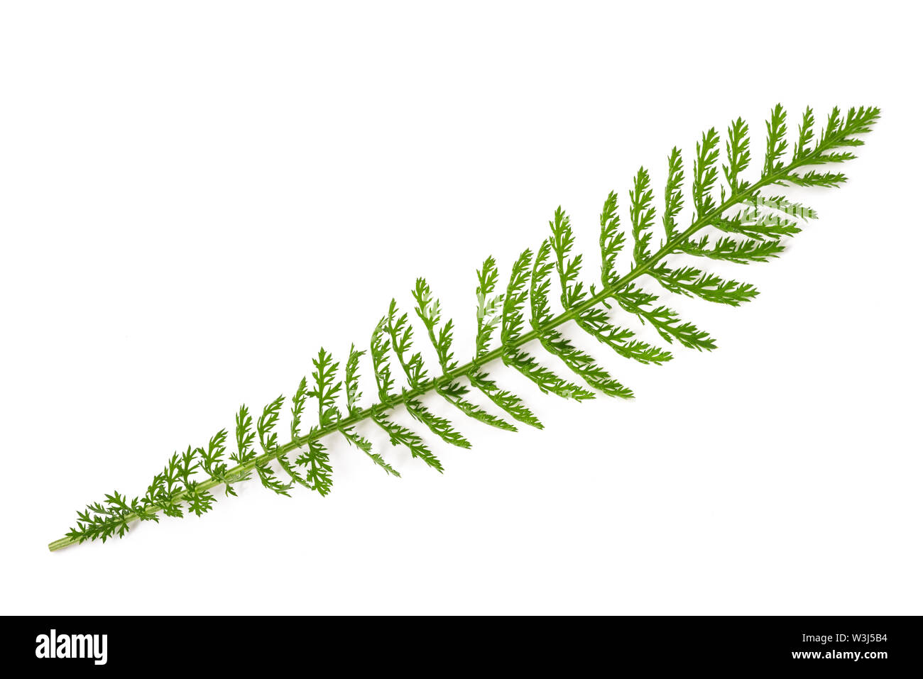 Schafgarbe-Zweig (Achillea Millefolium) isoliert auf weißem Hintergrund. Stockfoto