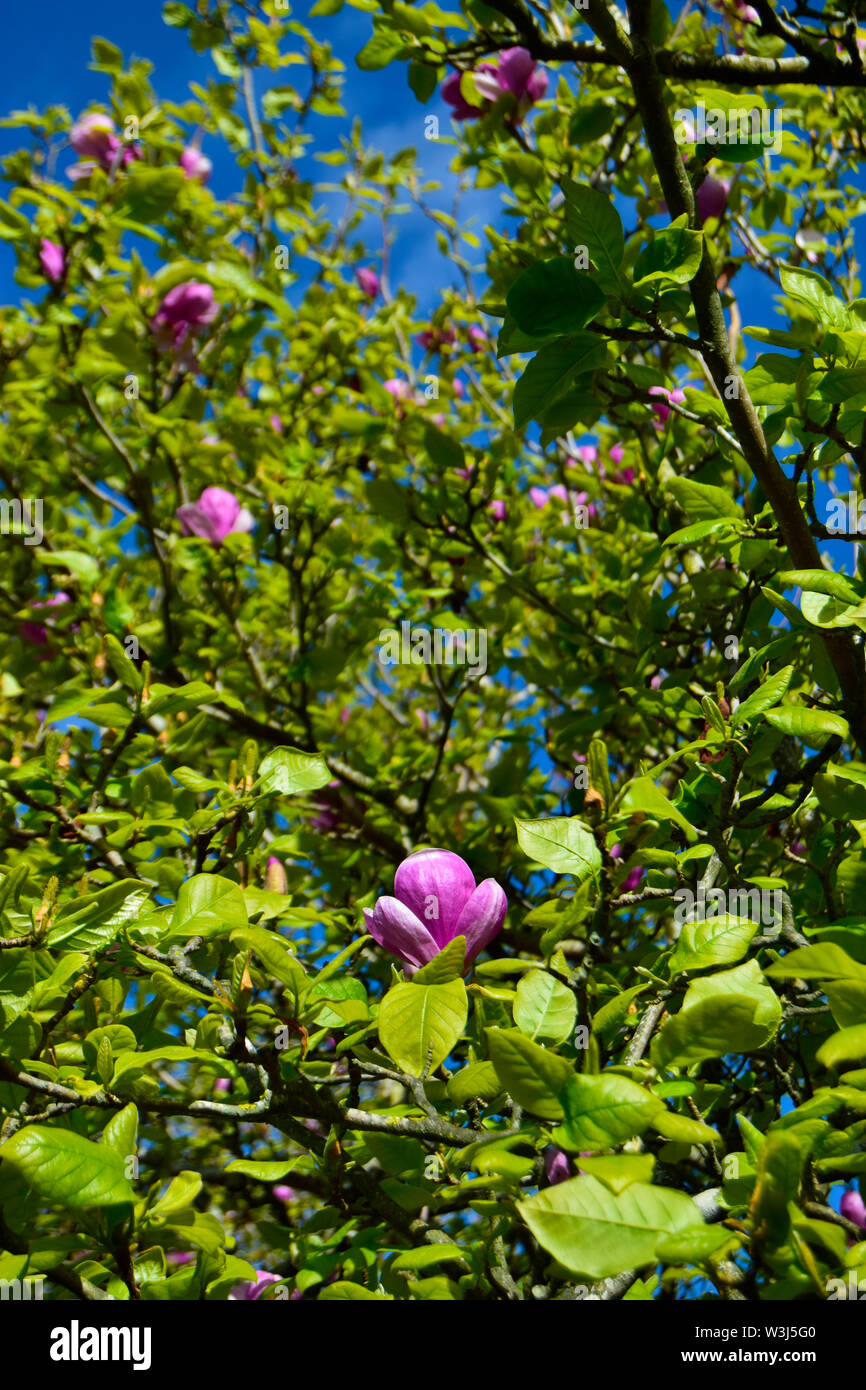 Frühling Blumen in Aveiro Portugal Stockfoto