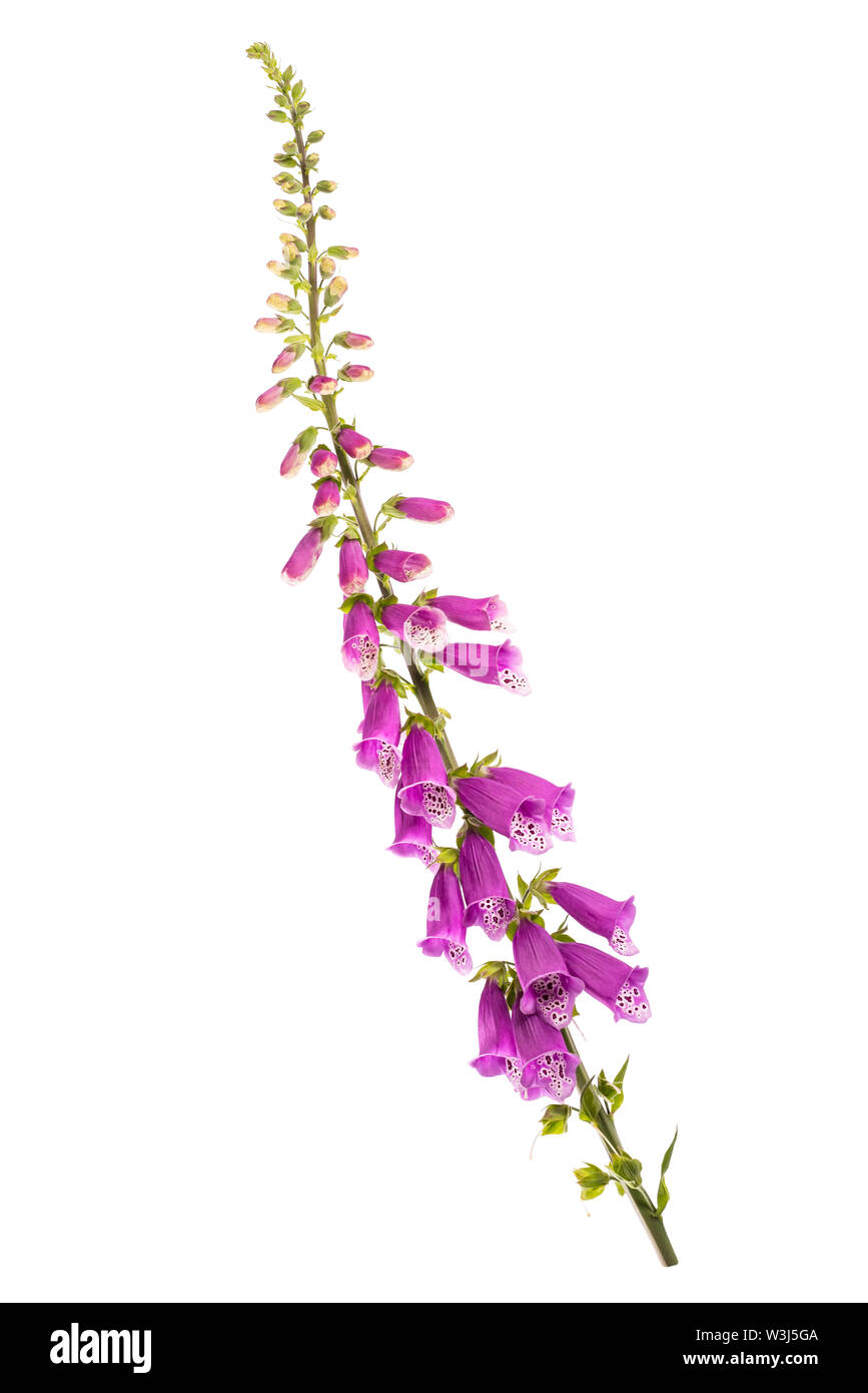 Digitalis purpurea auf weißem Hintergrund Stockfoto