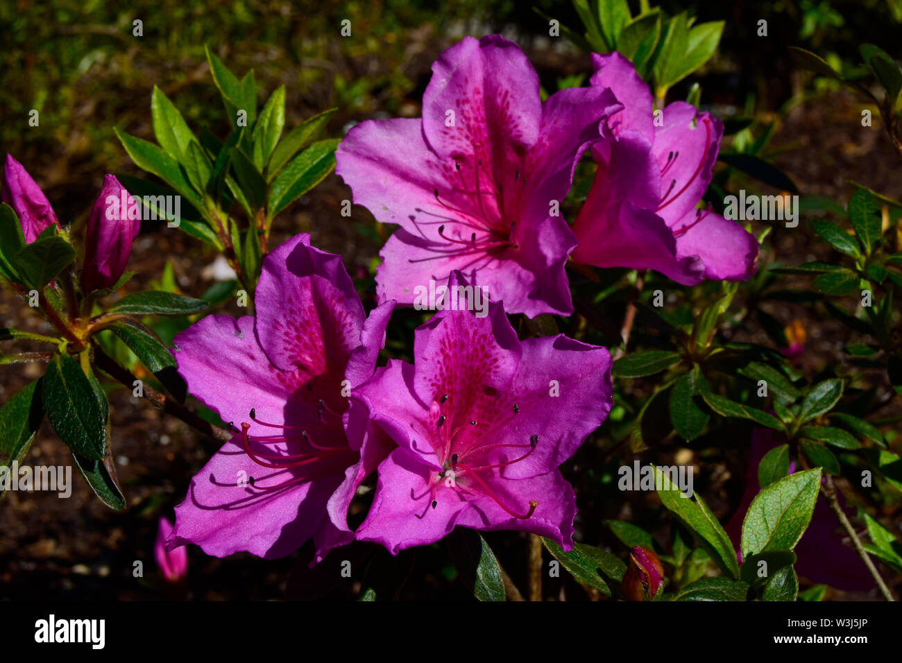 Frühling Blumen in Aveiro Portugal Stockfoto