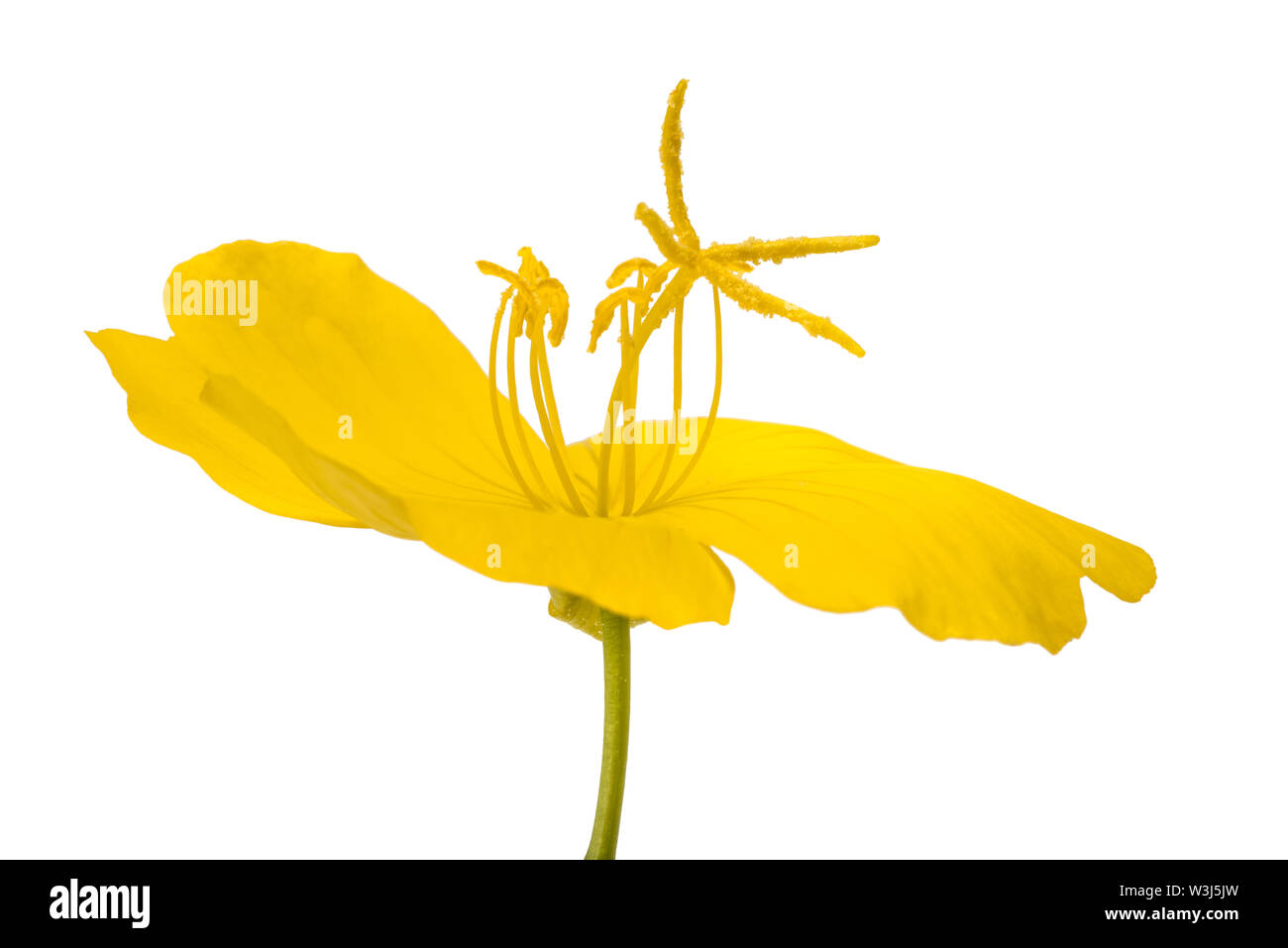 gemeinsame Nachtkerze Blume isoliert auf weiss Stockfoto