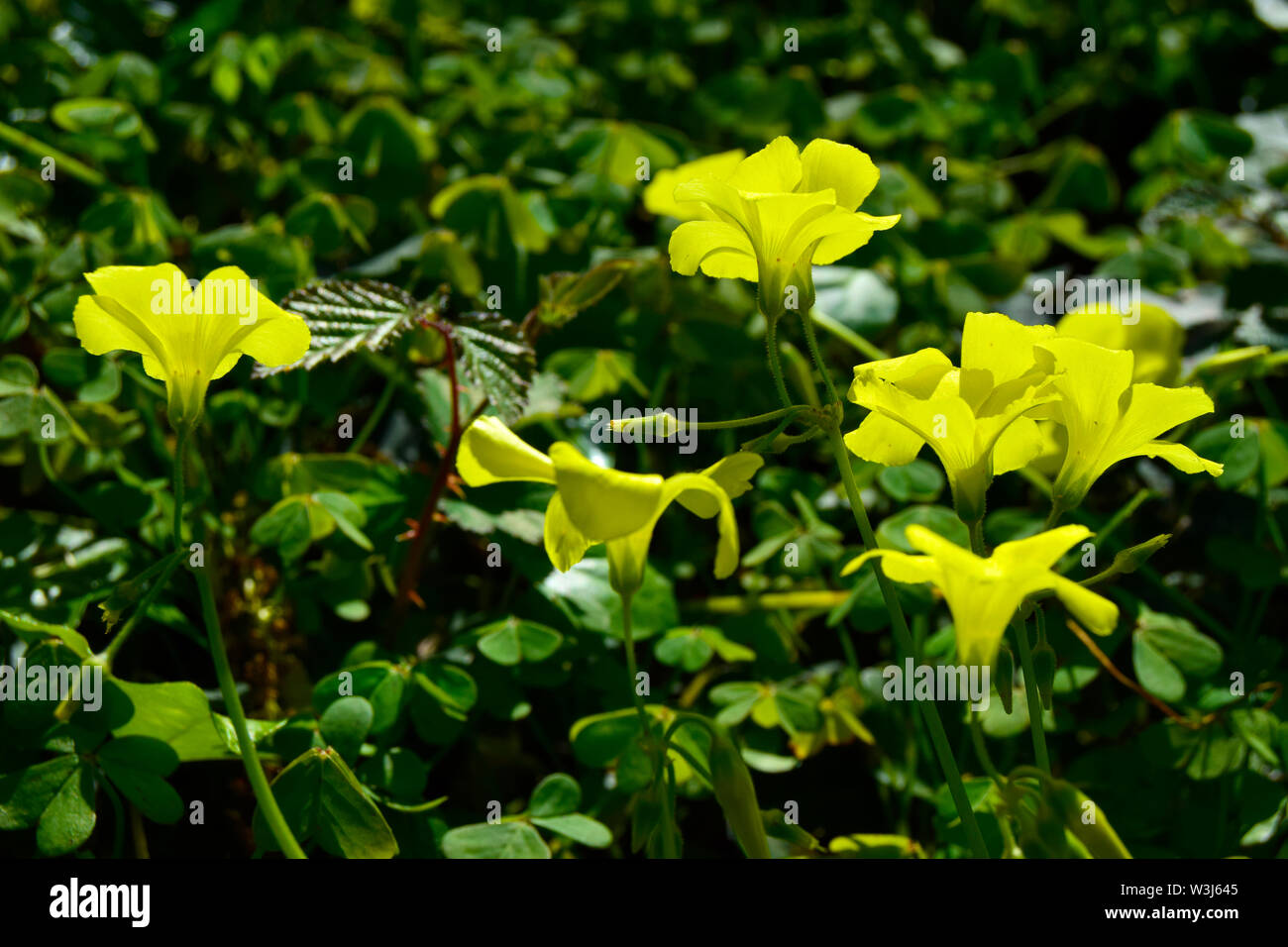 Nahaufnahme der Bermuda Buttercup (Oxalis pes-caprae) - eine gemeinsame Wildflower in Portugal, das auch als invasive Arten eingestuft Stockfoto