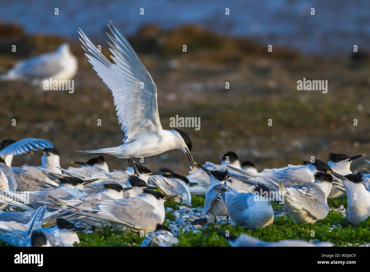 Brandseeschwalbe, Brandseeschwalbe (Sterna sandvicensis) Stockfoto