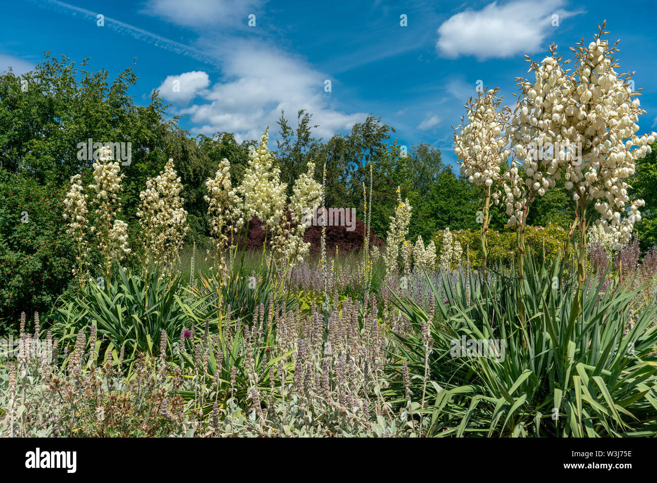 Yucca filamentosa in voller Blüte in einem bunten Sommer Blumenbeet mit Salbei (Salvia) Stockfoto