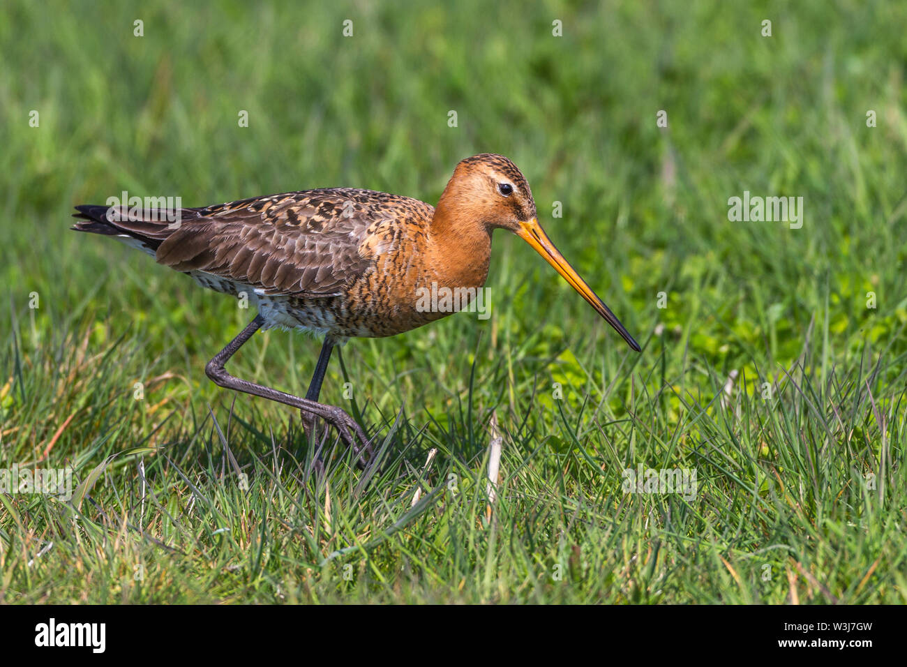 Uferschnepfe, Uferschnepfe (Limosa limosa) Stockfoto