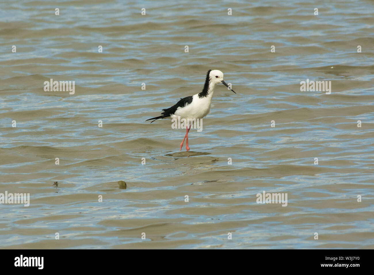 Pied stelzenläufer Himantopus leucocephalus waten, Stockfoto