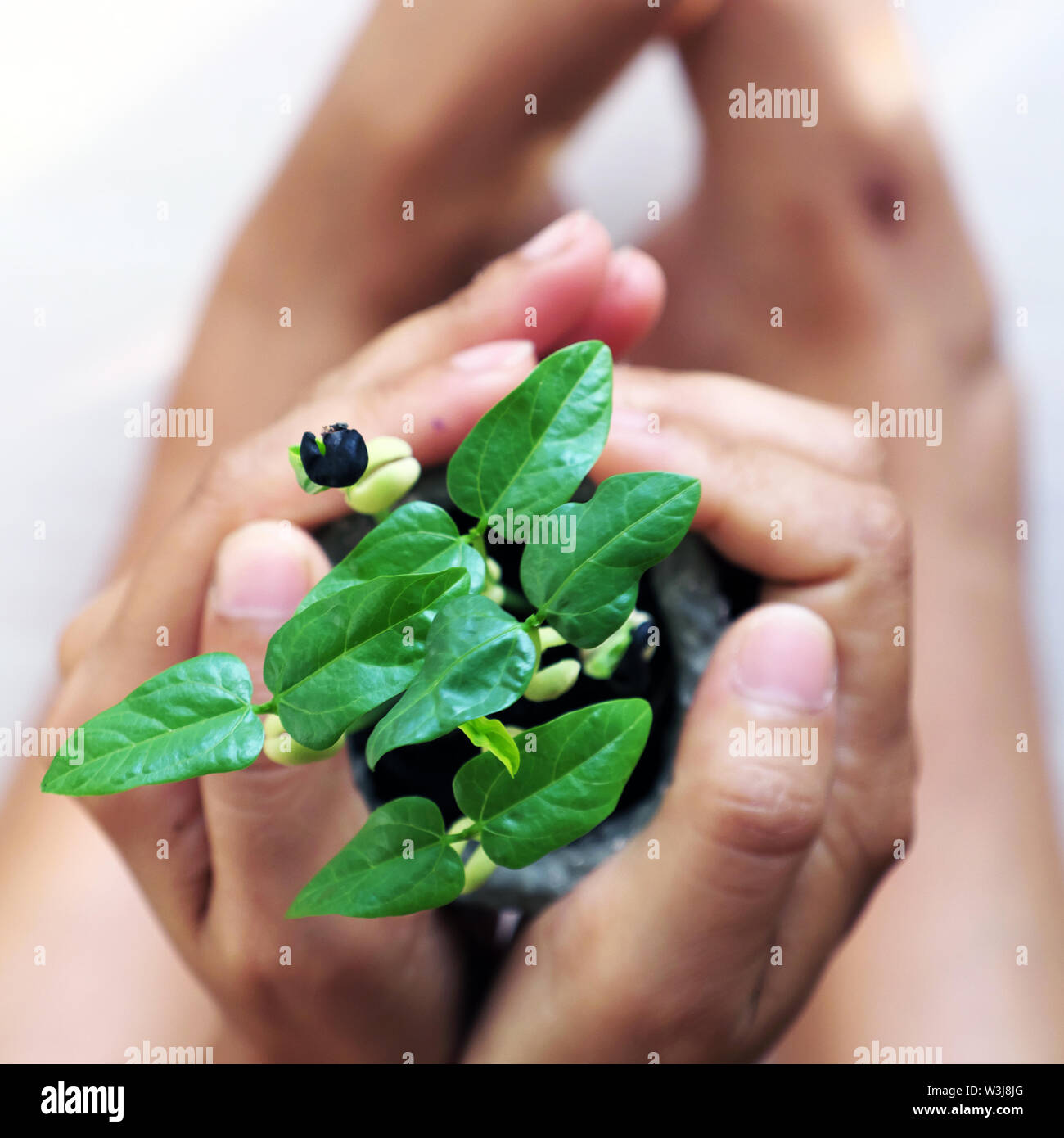 Menschliche Hände halten Sämlinge für Umweltschutz, Konzept Fokus auf grüne Pflanze, verschwommenen Hintergrund auf weiß von oben gesehen Stockfoto