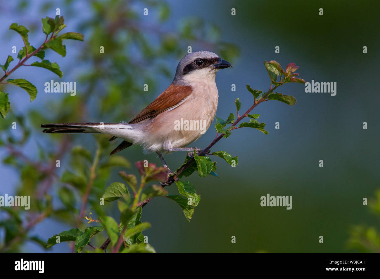 Rot - gebackene shrike, Neuntöter (Lanius collurio) Männchen Stockfoto