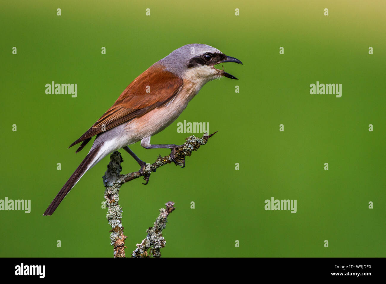 Rot - gebackene shrike, Neuntöter (Lanius collurio) Männchen Stockfoto