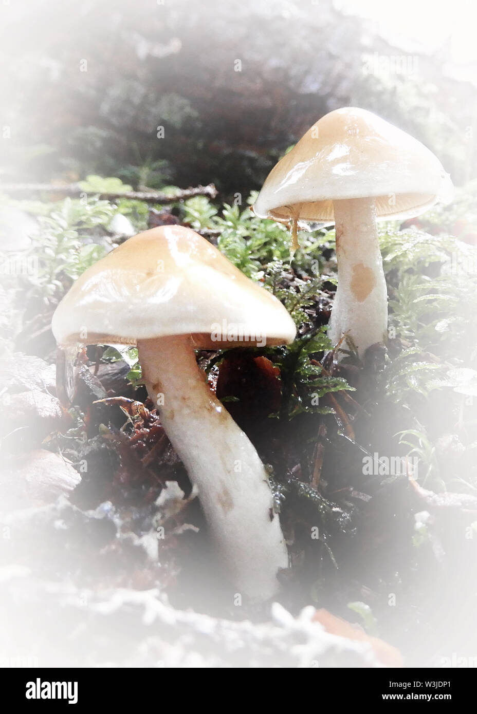 Wald Pilze mit einem Soft Touch Stockfoto
