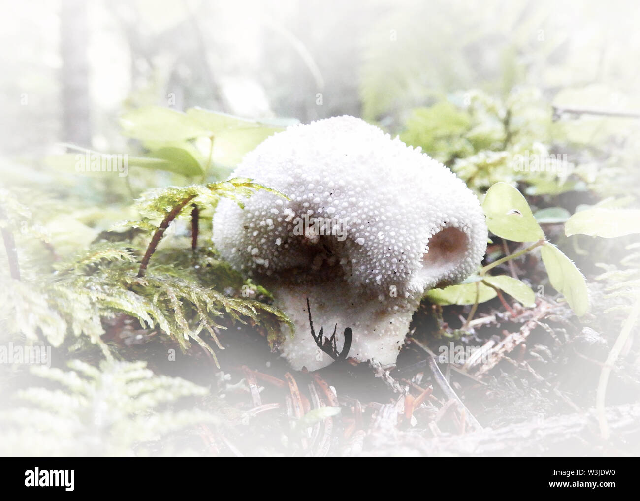 Wald Pilze mit einem Soft Touch Stockfoto
