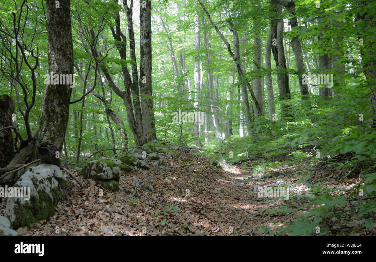 Sonne scheint durch die Baumkronen des tiefen Buchenwälder an den südlichen Velebit-gebirge, Kroatien Stockfoto