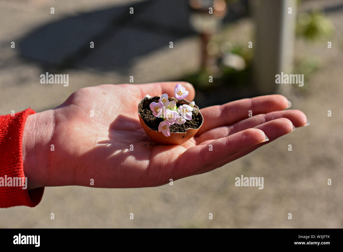 Frau Hand, die Kleine rosa Blumen in Eierschale/Spring Home rustikale Dekoration/konzeptionellen Bild des Frühlings Erwachen und neue Anfänge - Bild Stockfoto
