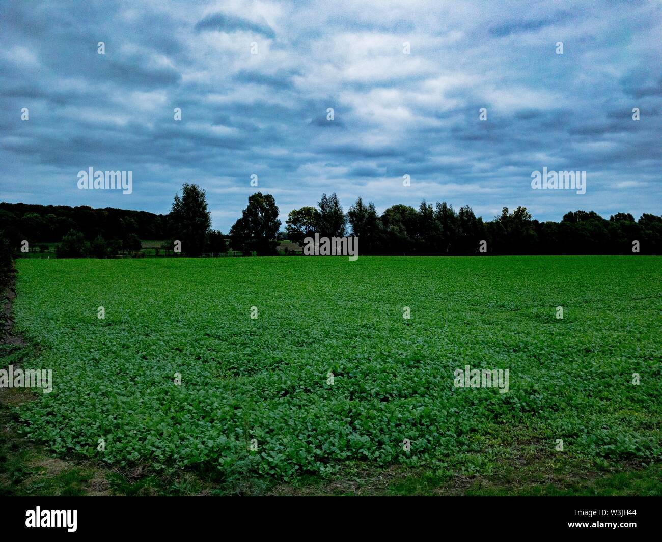 Grünes Feld mit blauen bewölkten Himmel und Bäume im Hintergrund Stockfoto