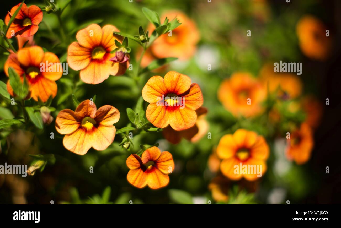 Calibrachoa Callie - Aprikose Millionen Glocken Stockfoto