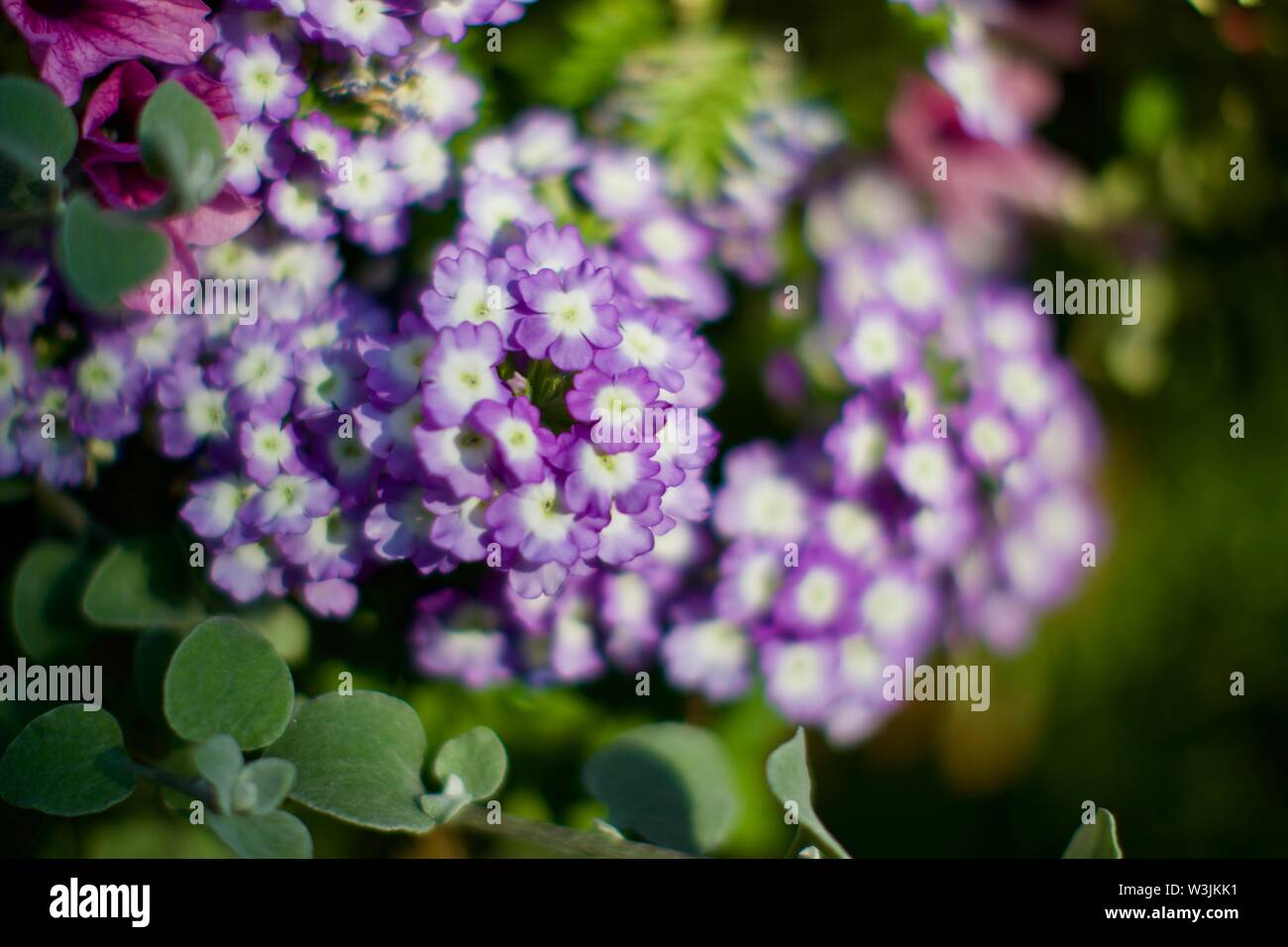 Eisenkraut Stockfoto