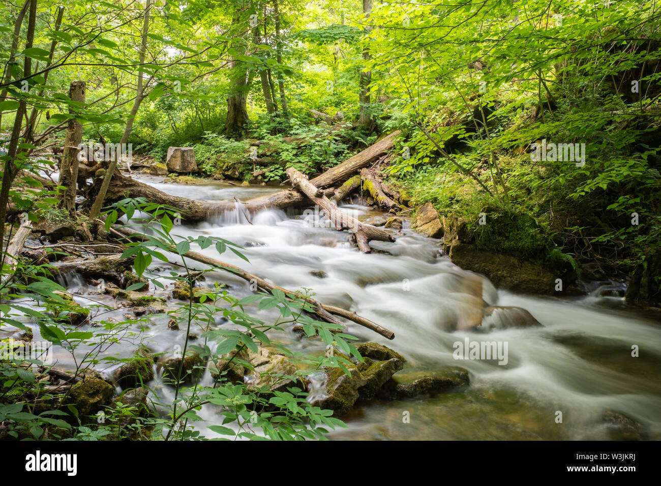 Wasserkaskaden über Baumstämme und Felsen in einem kleinen malerischen Stream und kleinen Wasserfall, umgeben von einem üppigen grünen Wald hinter Walters Falls umgeben. Stockfoto