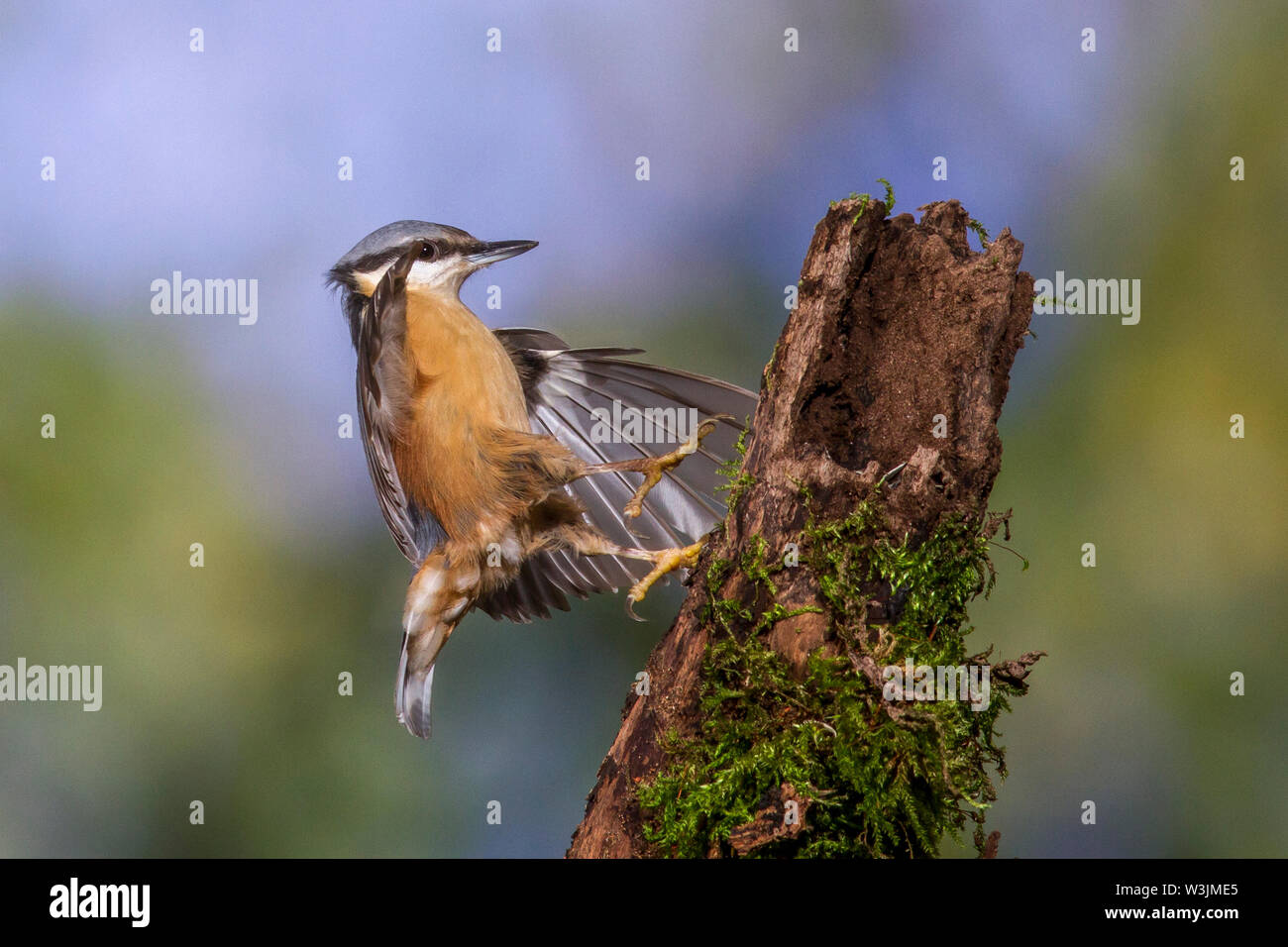 Eurasischen Kleiber, Kleiber (Sitta europaea) Stockfoto