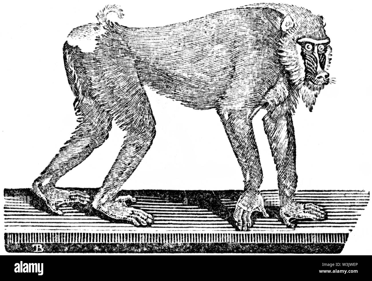 Holz graviert Abbildung von 'Thomas Bewick' eine allgemeine Geschichte der Vierbeiner", veröffentlicht durch T. Bewick, Longman und Co. Gedruckt von Edward genommen Stockfoto
