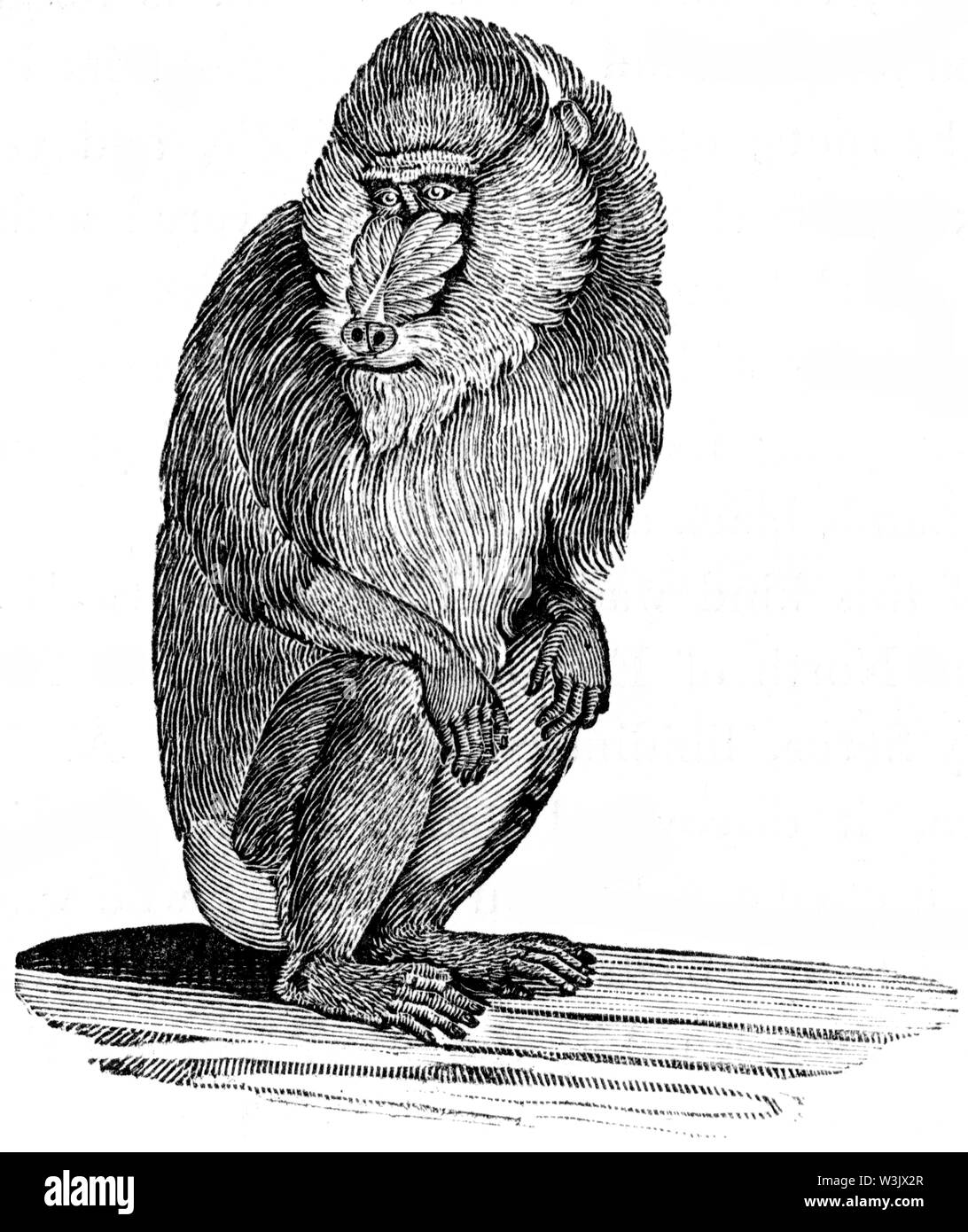 Holz graviert Abbildung von 'Thomas Bewick' eine allgemeine Geschichte der Vierbeiner", veröffentlicht durch T. Bewick, Longman und Co. Gedruckt von Edward genommen Stockfoto