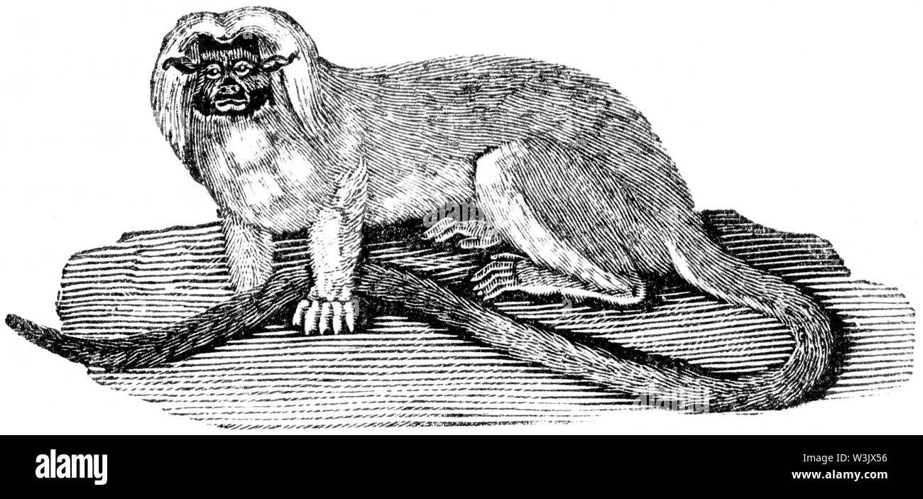 Holz graviert Abbildung von 'Thomas Bewick' eine allgemeine Geschichte der Vierbeiner", veröffentlicht durch T. Bewick, Longman und Co. Gedruckt von Edward genommen Stockfoto