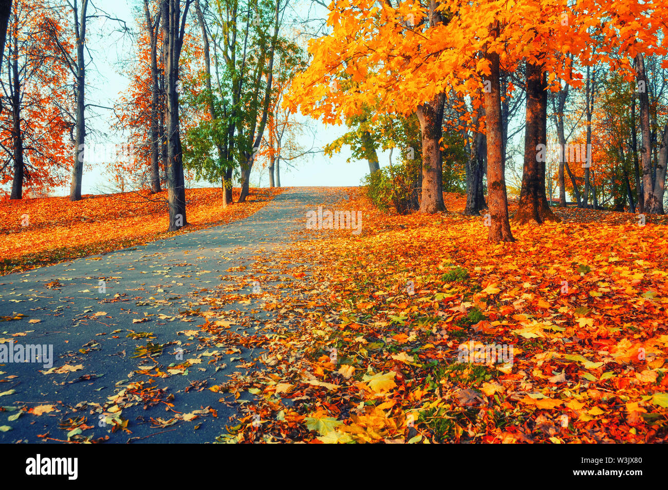 Herbst Landschaft Vergilbter Baume Und Gefallenen Blatter Im Herbst Im City Park Alley In Sanften Morgenlicht Farbenprachtige Herbstlandschaft Szene In Vintage Tone Stockfotografie Alamy