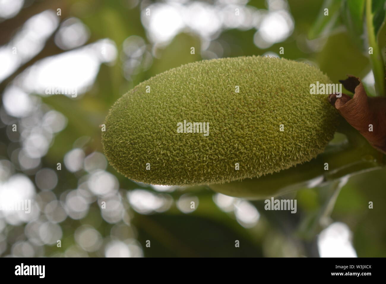 Kleine Jack Frucht Stockfoto