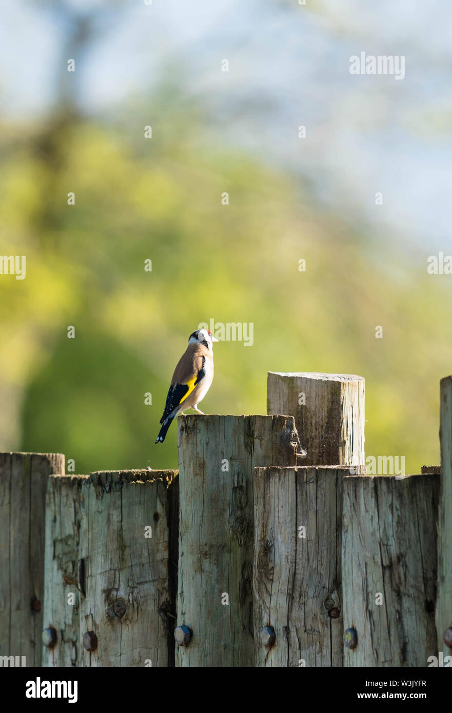 Stieglitz (Carduelis carduelis) auf hölzernen Zaun gehockt, Chester Cheshire England UK. Mai 2019. Stockfoto