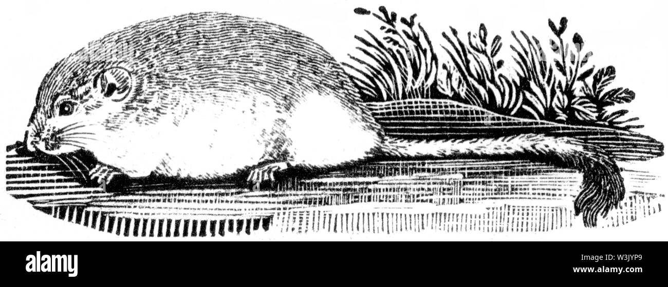 Holz graviert Abbildung von 'Thomas Bewick' eine allgemeine Geschichte der Vierbeiner", veröffentlicht durch T. Bewick, Longman und Co. Gedruckt von Edward genommen Stockfoto