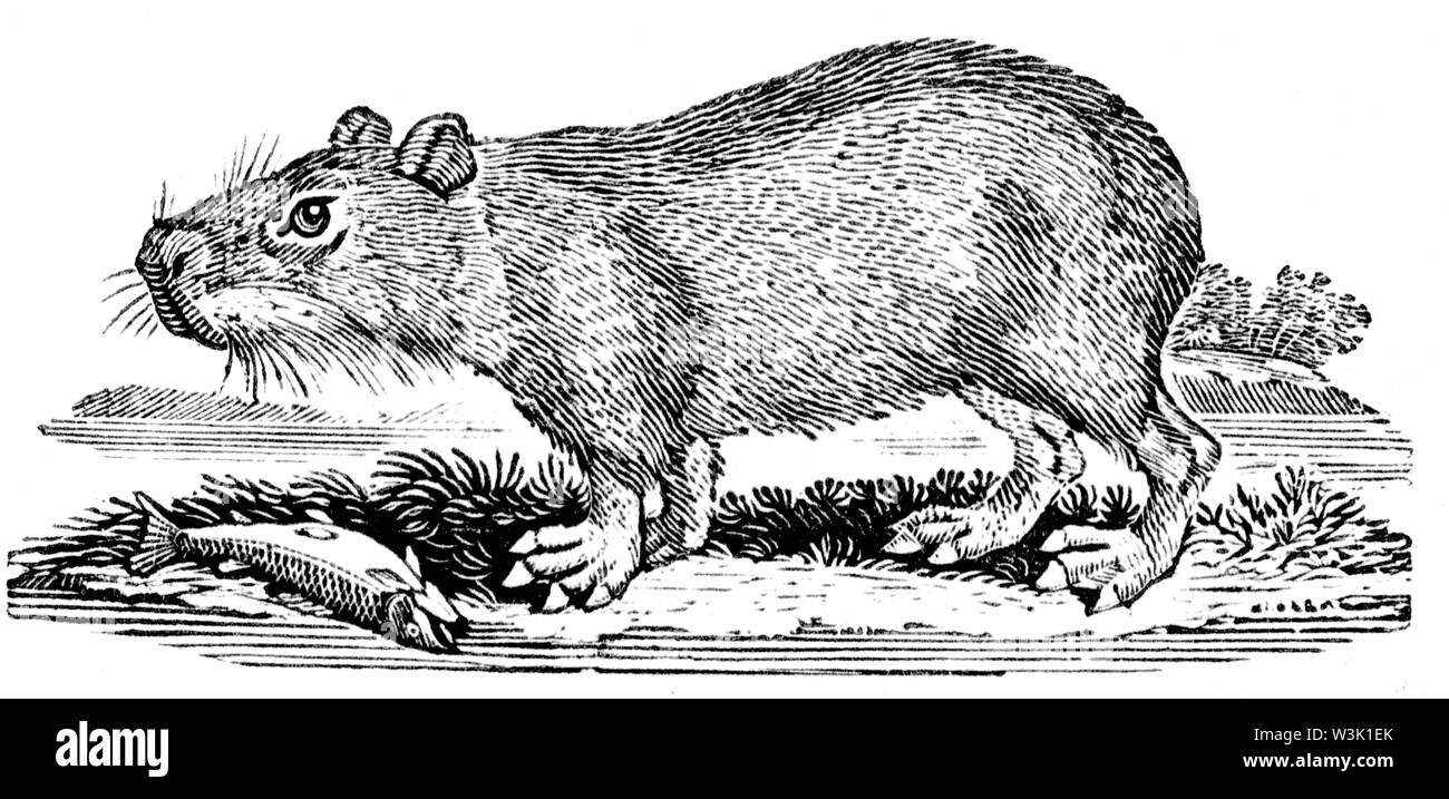 Capibara Ausgeschnittene Stockfotos und -bilder - Alamy