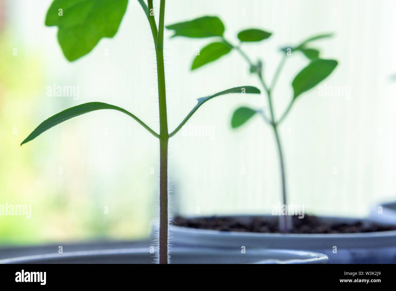 Closeup Schuß von jungen Tomatenpflanzen wachsen auf Fensterbank Stockfoto