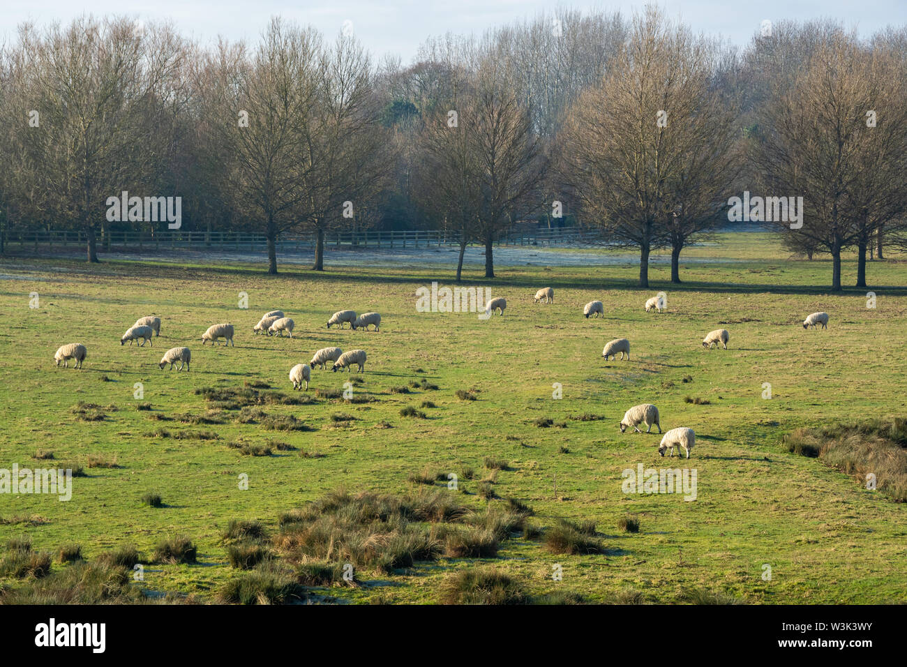 Schafe weiden Frühling Gras am kühlen Morgen Stockfoto
