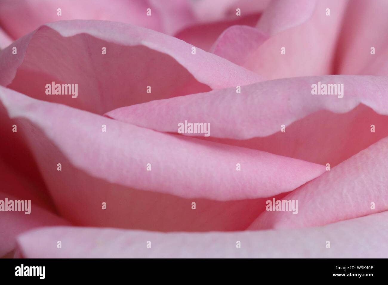 Makroaufnahme der rosa Rosenblüten auf eine blühende Blume Stockfoto