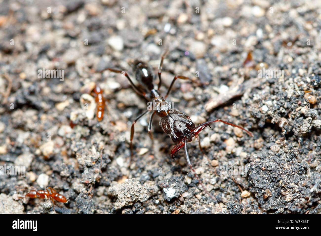 Trap-jaw Ant (Odontomachus simillimus) eine große kräftige Kiefer ant, aus Thailand / Südostasien berücksichtigt Stockfoto