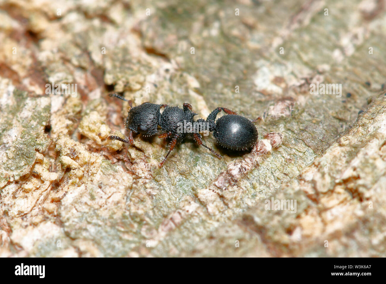 Baum ant (Cataulacus granulatus) auf Baumstamm Hintergrund (aus Thailand, Südostasien) Stockfoto